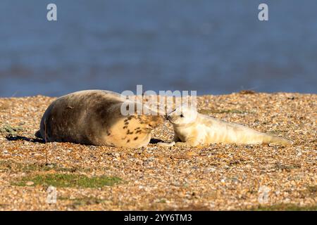 Un sigillo grigio madre che mostra amore e affetto per il suo cucciolo di foca appena nato Foto Stock