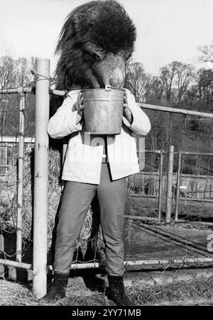 1 gennaio 1970: (Data esatta sconosciuta): Devon, Inghilterra, Regno Unito: ITS Bottom prove per Midsummer Nights Dream. No? Allora deve essere una delle teste di carnevale che usano nelle notti miti a Rio. No di nuovo? Beh, un incrocio come un mulo o un liger (Liger è la progenie ibrida di un leone maschio). Nessuna di queste cose. E' ACHMET un cammello battriano piuttosto impetuoso e non troppo ben educato che è appena arrivato allo zoo di Plymouth, Devon, in Inghilterra, la parte più importante. La metà più interessante, Gillian Houghton, una bionda di 22 anni, in parte perduta nella folle corsa a vedere cosa c'è nel secchio. Cammelli Foto Stock