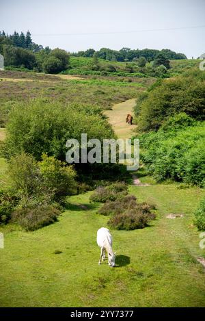 Cavalli nel New Forest National Park, Inghilterra Foto Stock