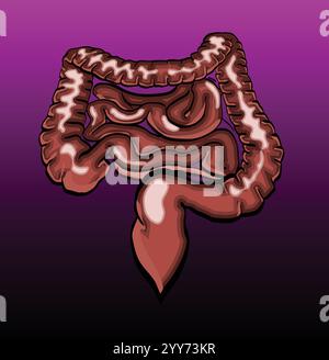 Intestini umani che mostrano intestino tenue e crasso e appendice Illustrazione Vettoriale