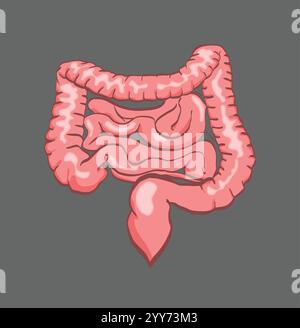 Intestini umani che mostrano intestino tenue e crasso e appendice Illustrazione Vettoriale