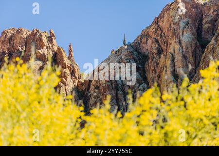 Le Bulldog Cliffs sono incorniciate da alberi di Palo Verdy in fiore vicino a Phoenix, Arizona. Foto Stock