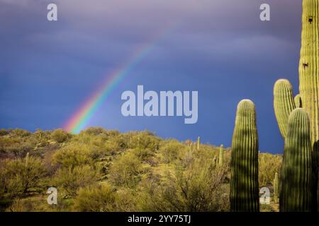 Un arcobaleno colorato si innalza sul deserto di Sonora vicino a Tucson, Arizona. Foto Stock