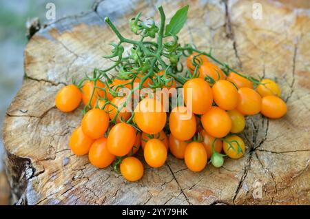 Mazzi di pomodori ciliegini gialli appena raccolti su un vecchio ceppo d'albero. Concetto di coltivazione di pomodori varietali. Foto Stock