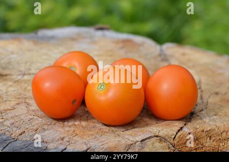 Pomodori arancioni di medie dimensioni su un vecchio ceppo d'albero. Concetto di giardinaggio biologico. Foto Stock