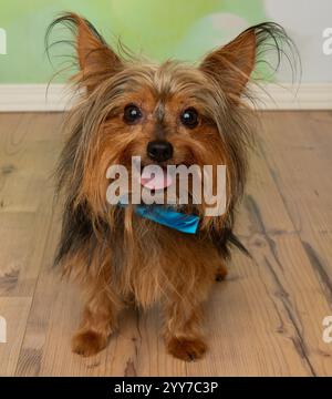 carino yorkshire terrier in piedi che pantano il ritratto Foto Stock