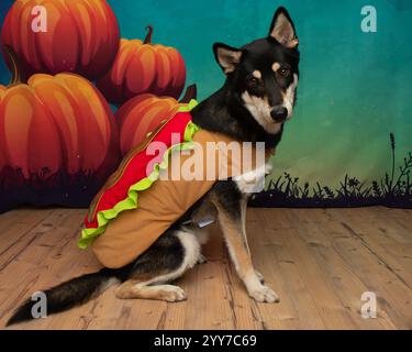 simpatico mix di husky nero e beige con un costume da hotdog di halloween Foto Stock