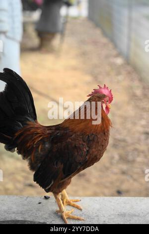 Rooster è un maschio adulto di vari uccelli diversi dal pollo domestico Foto Stock