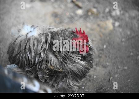 Rooster è un maschio adulto di vari uccelli diversi dal pollo domestico Foto Stock