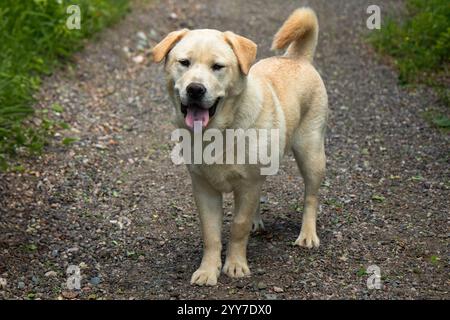 adorabile cane beige chow mix leggero in piedi su una strada di ghiaia con ritratto di erba verde Foto Stock