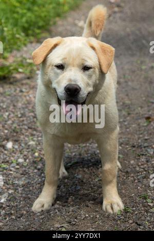 adorabile cagnolino beige leggero in piedi su una strada di ghiaia con ritratto verticale in erba verde Foto Stock