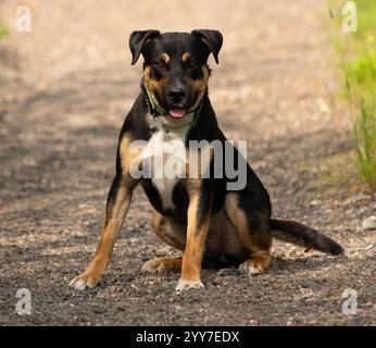 adorabile ritratto all'aperto in un mix di rottweiler nero marrone e bianco Foto Stock