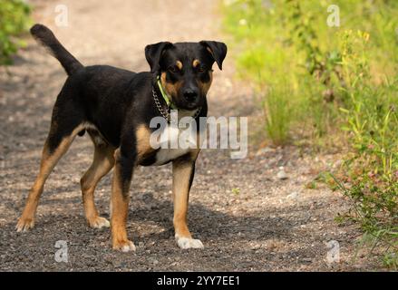 adorabile ritratto da esterno di cane rottweiler nero marrone e bianco Foto Stock