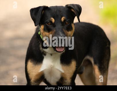 adorabile ritratto della testa di cane rottweiler bianco e nero all'aperto Foto Stock