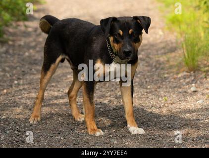 adorabile ritratto di cane da esterno con mix di rottweiler nero marrone e bianco Foto Stock