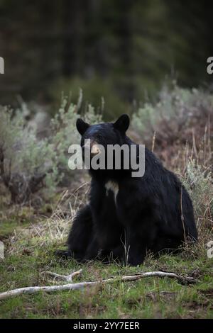 Orso nero seduto nel campo del parco nazionale di Yellowstone in primavera Foto Stock