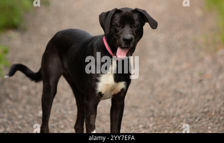 adorabile cucciolo in bianco e nero in piedi da vicino con il ritratto della lingua fuori Foto Stock