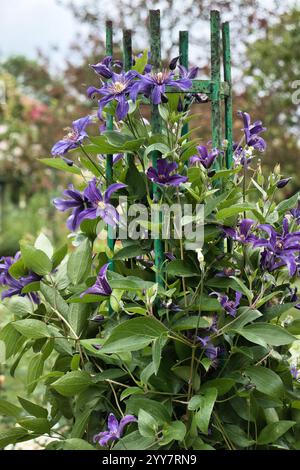 Fiori di Clematis che crescono nel giardino di Monet a Giverny, in Francia. Foto Stock