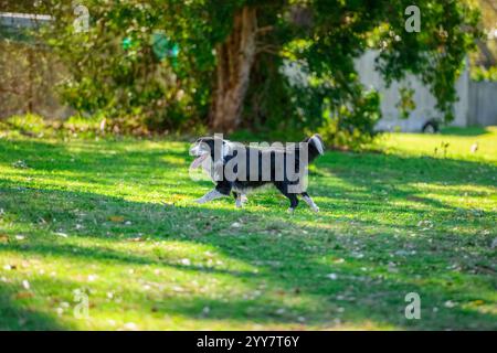 Border Collie corre su erba verde al guinzaglio nel parco per cani con alberi verdi sullo sfondo. Foto Stock