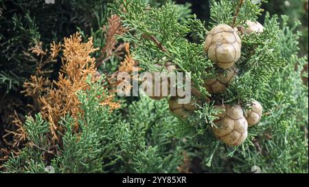 Primo piano di un cipresso dell'arizona che mostra coni e foglie verdi e marroni, cupressus arizonica Foto Stock