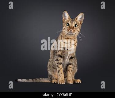 Splendida gatta di Savannah, seduta davanti. Guarda curioso verso la fotocamera. Isolato su sfondo nero. Foto Stock