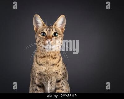Colpo alla testa di un giovane gatto di Savannah, seduto di fronte. Guarda curioso verso la fotocamera. Isolato su sfondo nero. Foto Stock