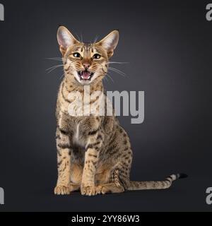 Splendida gatta di Savannah, seduta davanti. Guarda curioso verso la fotocamera. Bocca aperta a parlare. Isolato su sfondo nero. Foto Stock