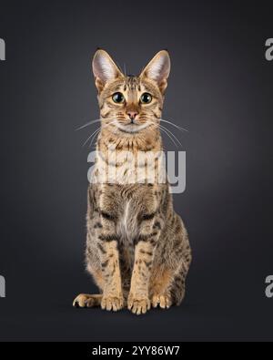 Splendida gatta di Savannah, seduta davanti. Guarda curioso verso la fotocamera. Isolato su sfondo nero. Foto Stock