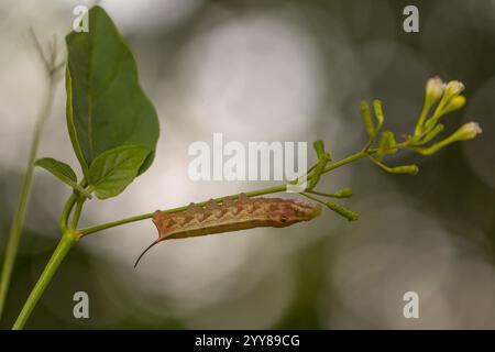 Caterpillar of Hippotion celerio, la falena di falco della vite o falena di falco a strisce d'argento, è una falena della famiglia Sphingidae. Foto Stock