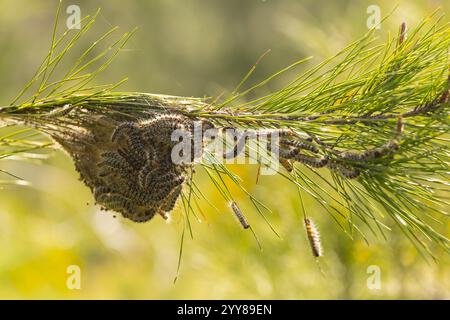 Pino processionario caterpillar nido. Nido di rete filata del pino processionario caterpillar, la larva della falena Thaumetopoea pityocampa, in un pino tre Foto Stock