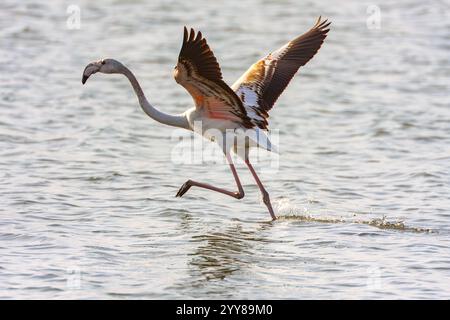 Uno stormo di fenicottero maggiore (Phoenicopterus roseus) che salta in una piscina d'acqua per cercare cibo. Fotografato in Israele Foto Stock