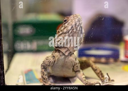 Ritratto ravvicinato di un Agama Rock (Laudakia stellio), fotografato in Israele a novembre Foto Stock