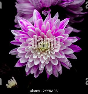 Crisanthemum rosa su sfondo nero Foto Stock