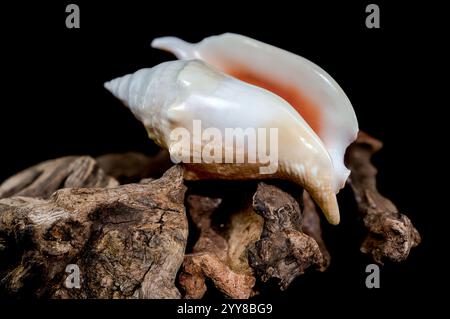 La conchiglia Strombus Gigas su Driftwood Foto Stock