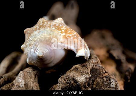 La conchiglia Strombus Gigas su Driftwood Foto Stock