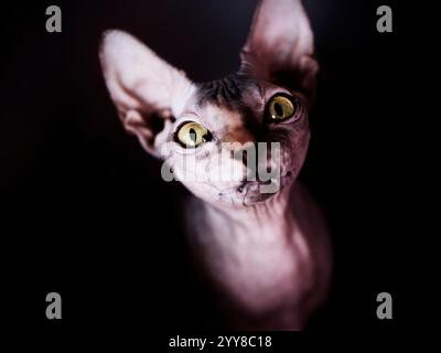 Avvisa gatto bianco con occhi blu Foto Stock