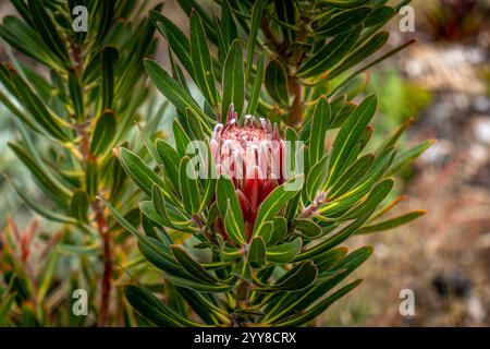 Shot di un fioretto di Protea rosso in erba circondato da un lussureggiante fogliame Foto Stock