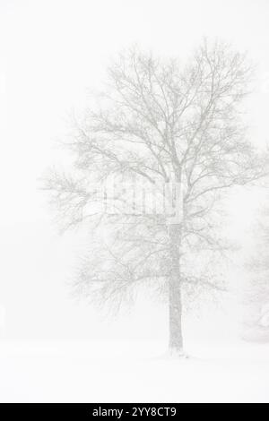 L'albero solitario durante la tempesta di neve invernale Foto Stock