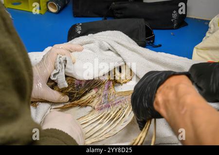 Il personale medico sta facendo il bagno a un gufo di fienile occidentale (Tyto alba) che è stato salvato da una piscina di sterco di mucca fotografato all'Israeli Wildlife Hospital, Ramat GA Foto Stock