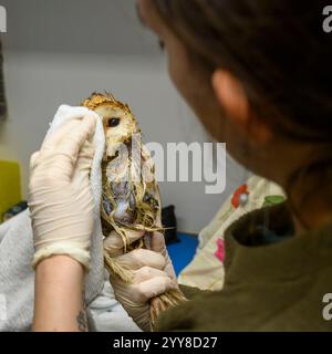 Il personale medico sta facendo il bagno a un gufo di fienile occidentale (Tyto alba) che è stato salvato da una piscina di sterco di mucca fotografato all'Israeli Wildlife Hospital, Ramat GA Foto Stock