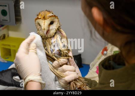 Il personale medico sta facendo il bagno a un gufo di fienile occidentale (Tyto alba) che è stato salvato da una piscina di sterco di mucca fotografato all'Israeli Wildlife Hospital, Ramat GA Foto Stock