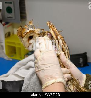 Il personale medico sta facendo il bagno a un gufo di fienile occidentale (Tyto alba) che è stato salvato da una piscina di sterco di mucca fotografato all'Israeli Wildlife Hospital, Ramat GA Foto Stock