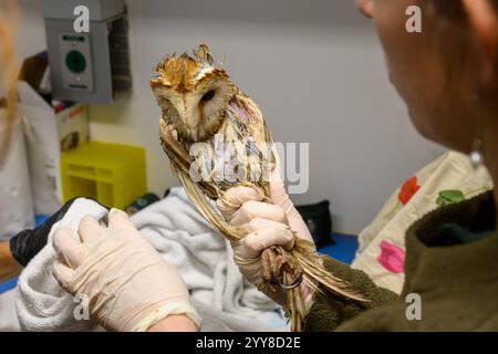 Il personale medico sta facendo il bagno a un gufo di fienile occidentale (Tyto alba) che è stato salvato da una piscina di sterco di mucca fotografato all'Israeli Wildlife Hospital, Ramat GA Foto Stock