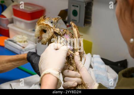 Il personale medico sta facendo il bagno a un gufo di fienile occidentale (Tyto alba) che è stato salvato da una piscina di sterco di mucca fotografato all'Israeli Wildlife Hospital, Ramat GA Foto Stock