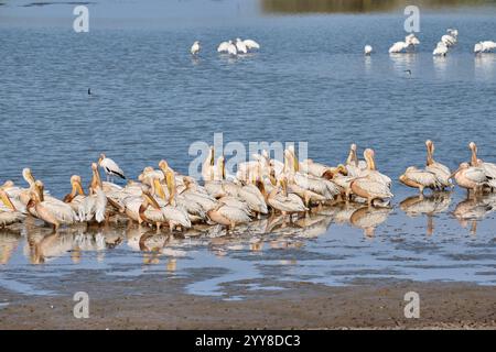 Gregge di grande pellicano bianco (Pelecanus onocrotalus), Parco Nazionale Luangwa meridionale, Mfuwe, Zambia, Africa Foto Stock