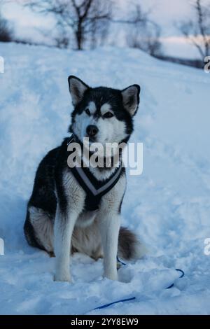 Maestoso Malamute dell'Alaska seduto nel paesaggio innevato Foto Stock