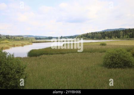 lago in mezzo a foreste e cespugli. È estate e c'è vegetazione ovunque Foto Stock