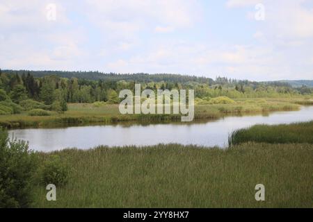 lago in mezzo a foreste e cespugli. È estate e c'è vegetazione ovunque Foto Stock