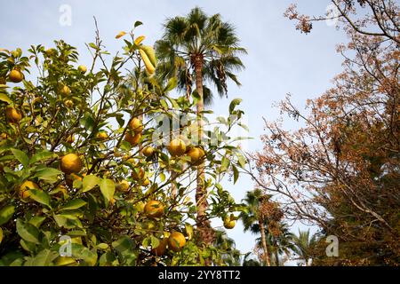 frutto della maturazione degli aranci amari e delle palme da dattero che crescono a fianco della strada nel centro di marrakech, in marocco Foto Stock