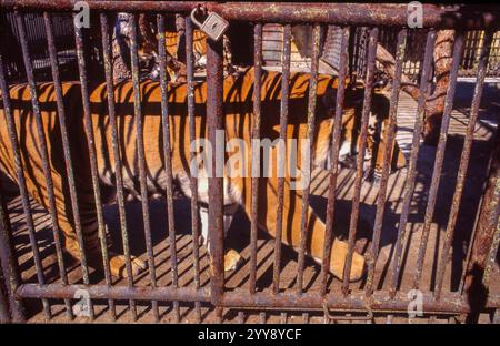 Ungheria, tigre in una piccola gabbia dietro le barre arrugginite di uno zoo a Pecs. Foto Stock